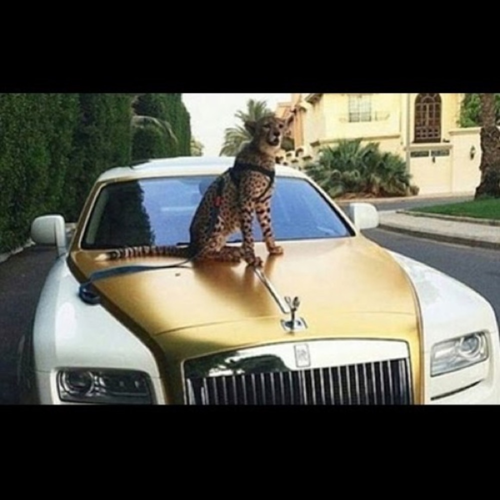 Meet your Posher, Josh